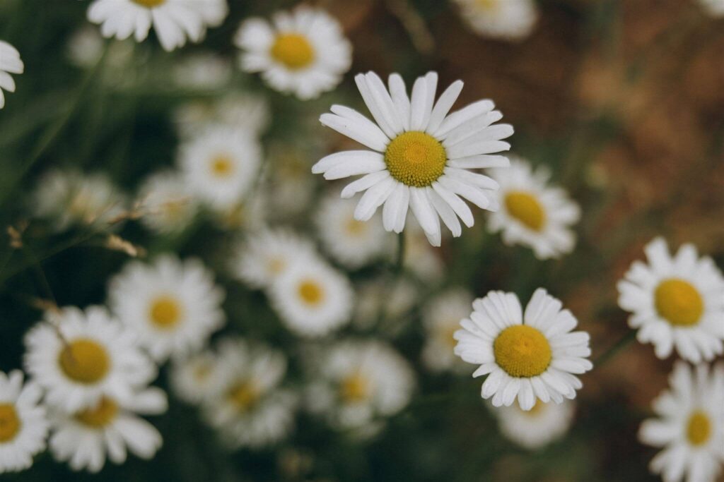 White and yellow shasta daisies