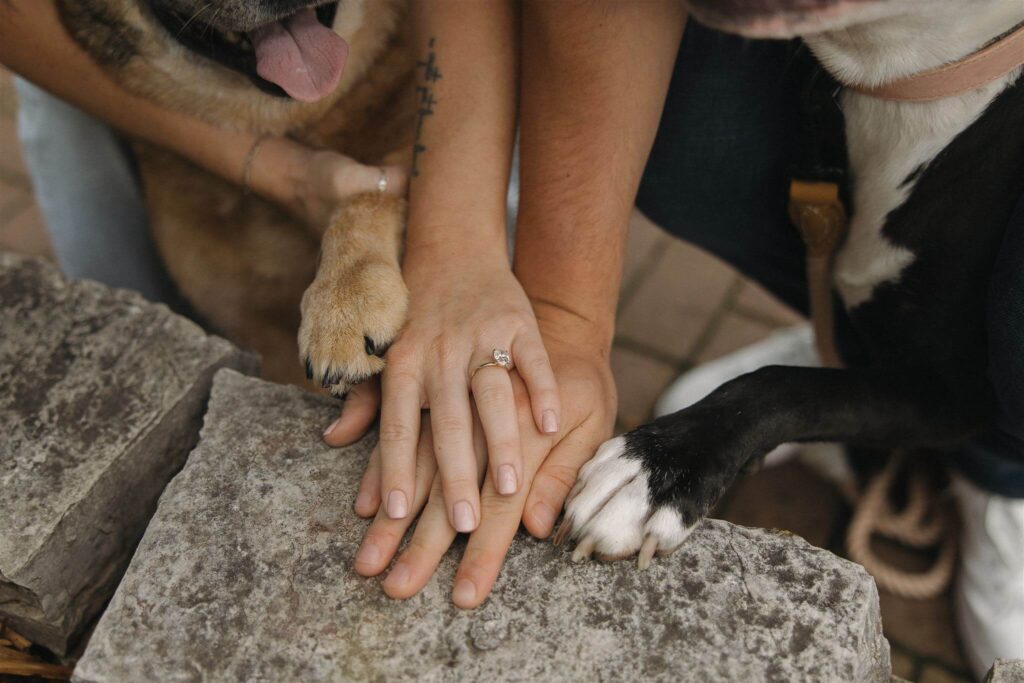 Engaged couple places their dogs' paws on top of their own hands in engagement photo shoot