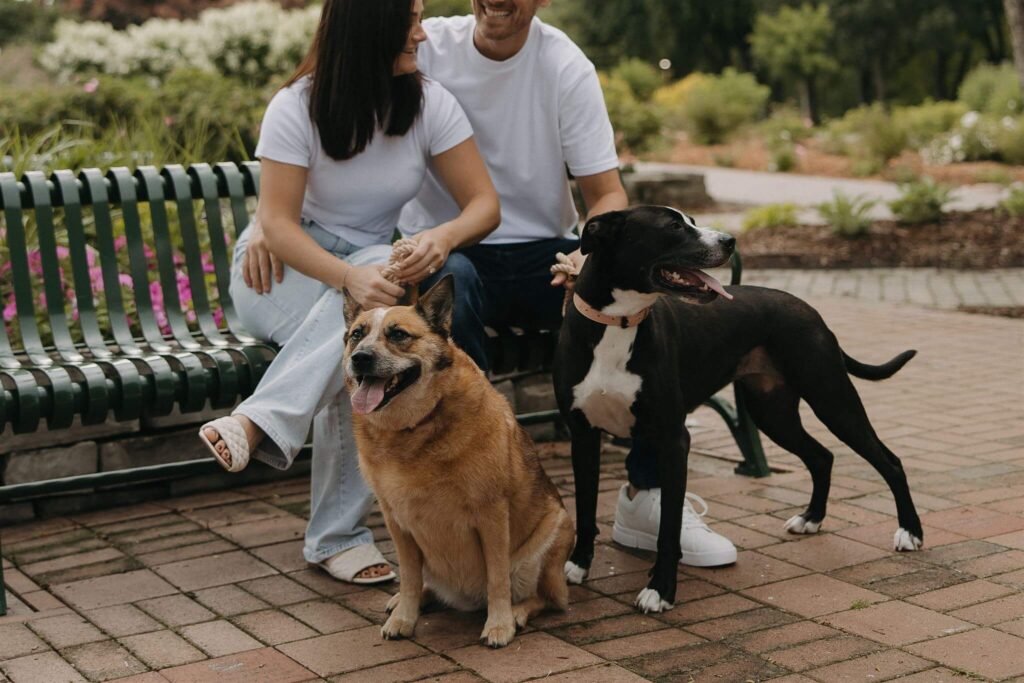 Engaged couple poses with their two dogs in park engagement photo shoot