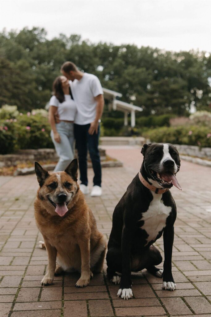 Engaged couple poses with their two dogs in park engagement photo shoot