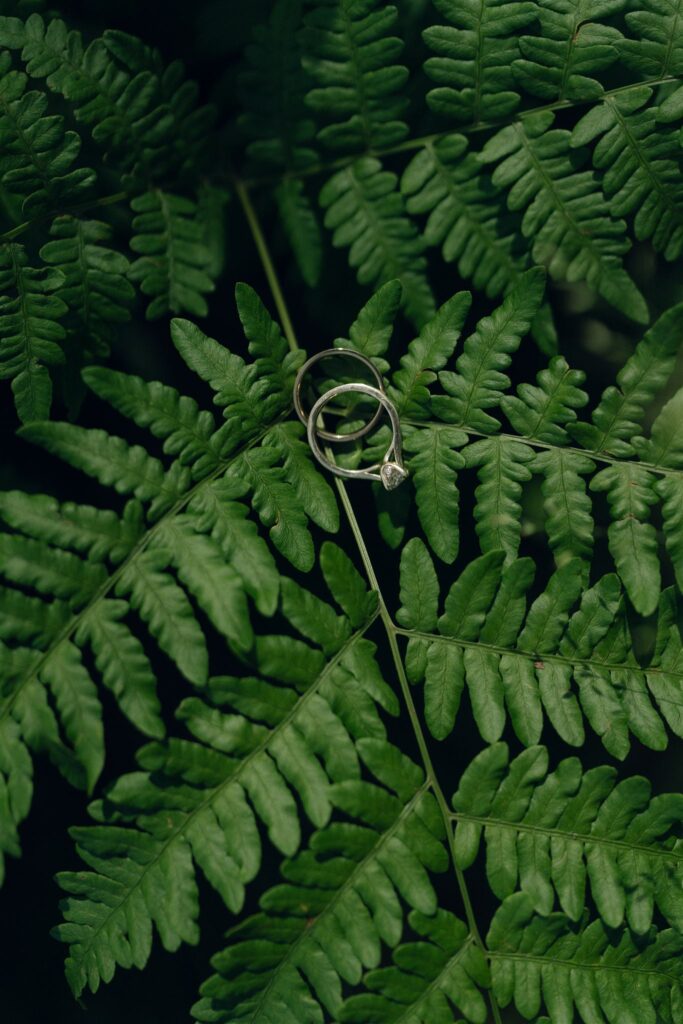 Wedding rings placed on fern leaves for a natural detail photo.