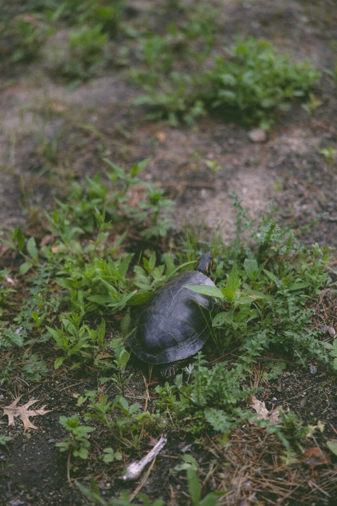 Small turtle spotted on the ground near Clark Lake at Catalyst at Nature Link, a candid wedding day detail.