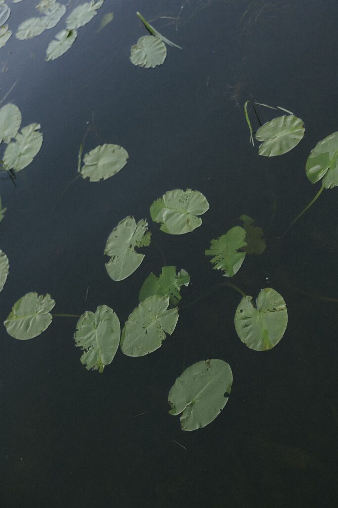 Lily pads floating on Clark Lake.