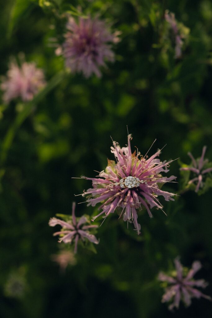 Close-up of an engagement ring resting on a wild purple flower in soft summer light, delicate and romantic.