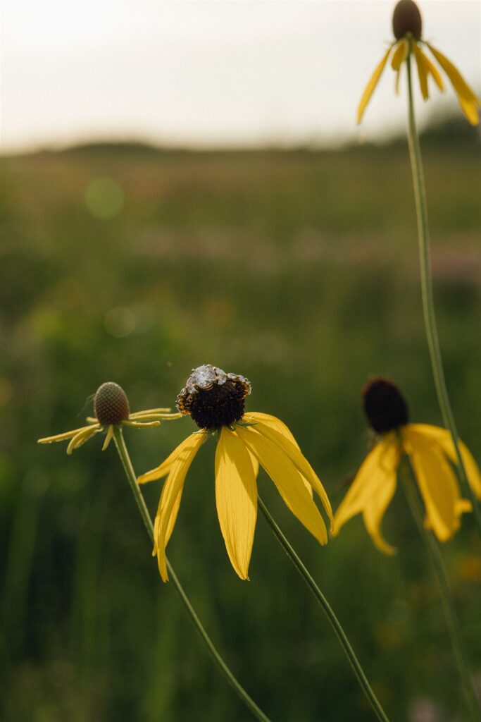 Sophie’s engagement ring rests on a yellow wildflower catching late-day light, a detail that feels tender and timeless and perfectly rooted in the nostalgia of the moment— storytelling engagement photos.