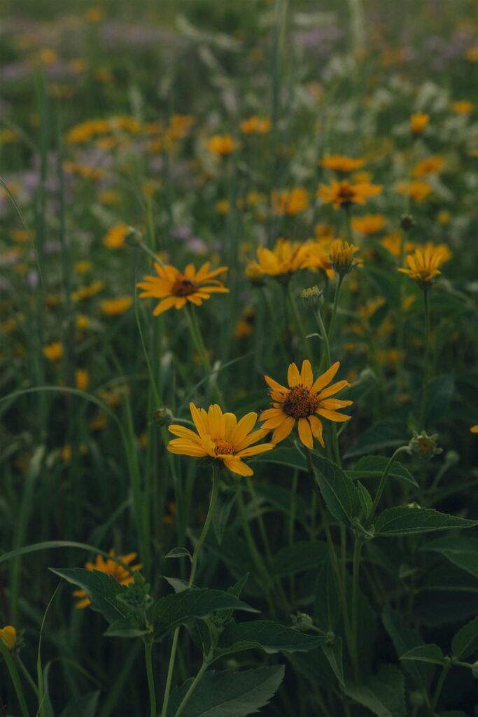 The sun dipping below the horizon over a field of wildflowers — warm light spilling across the open country.