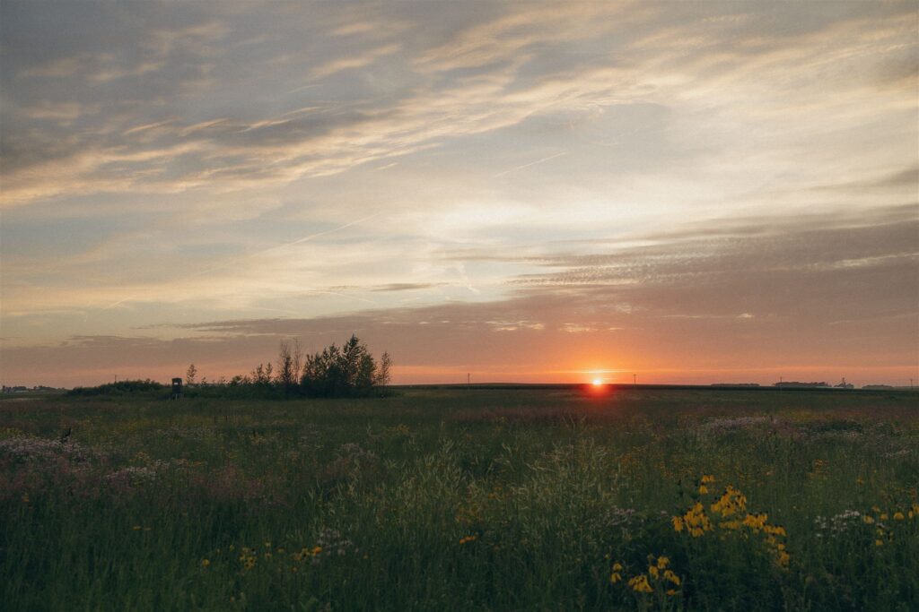 A soft field of yellow wildflowers swaying in late-summer light — quiet, grounded, and golden.