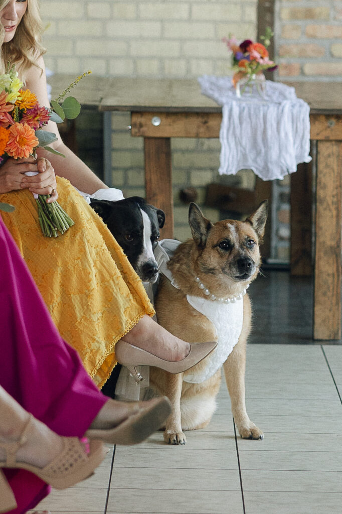 Two dogs dressed in wedding attire sit beside bridesmaids’ dresses and bouquets inside the reception space, adding a playful, personal touch to the day.